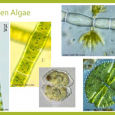 algen-soorten