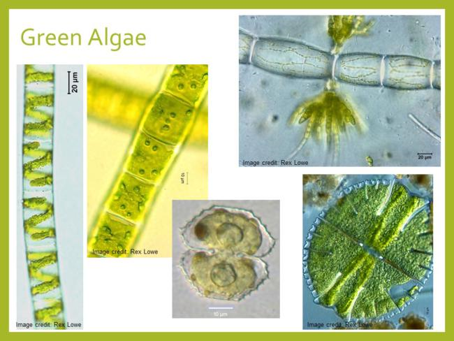 algen-soorten