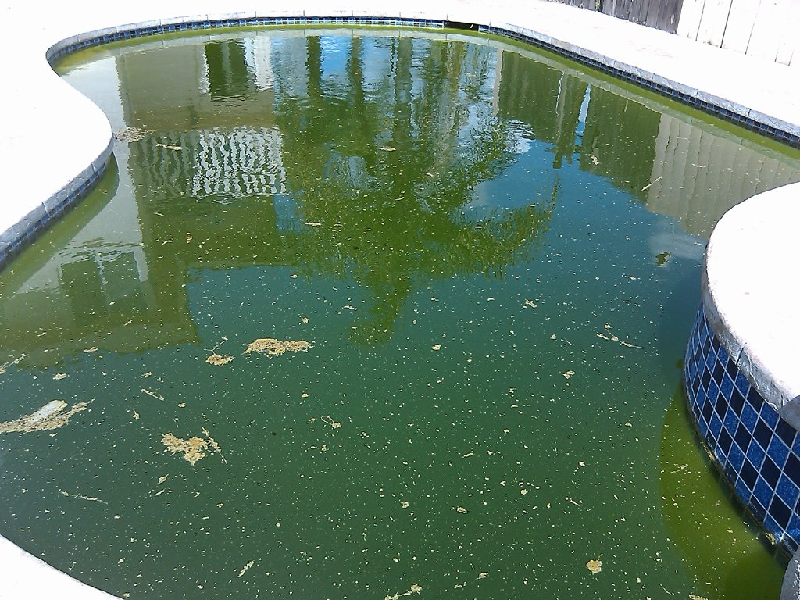 algen-zwembad